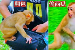 nz网红吃瓜小猴子,新西兰网红“吃瓜小猴子”带你领略异国美食风潮